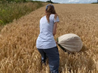 Corn Bunting Project update: What 2025 taught us about food, weather and chicks