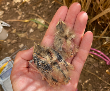 Runt Size Difference Corn Bunting