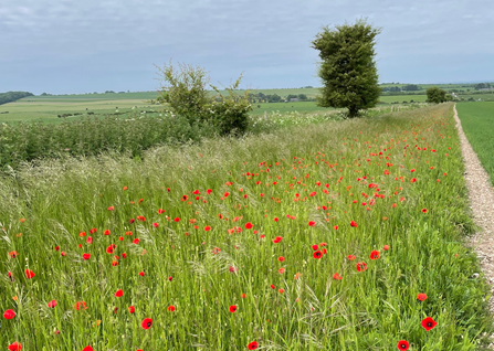 Corn Bunting Field Margin2