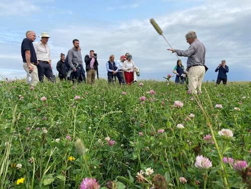Allerton Field Flowers