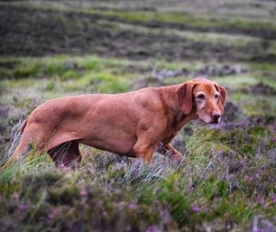 Nick Hesford 's Dog Rufus