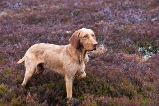 Rufus Dog In Heather