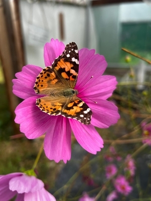 Jayna Connelly - Butterfly