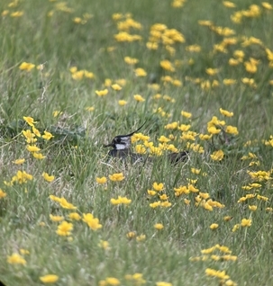 Lizzie Greyson - Meadow & Lapwing