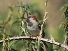 Big Farmland Bird Count 2026: The results