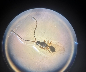 Diapriinae