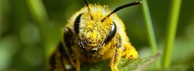 The Solitary Bee Appeal