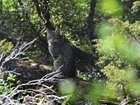 A fair co-existence between wildcats and land management