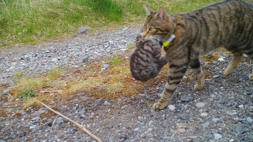 Released Wildcat Mother and Kitten (Saving Wildcats)