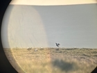 Black grouse numbers on moors in the northern England reach 35-year high