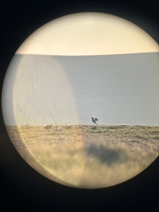 Black Grouse Lek Phil Holly