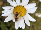 What 2025 revealed about insects, birds and farm resilience