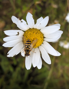 Hoverfly Jayna Connelly