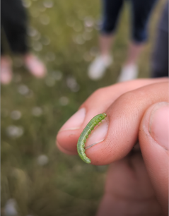 Caterpillar Jayna Connelly