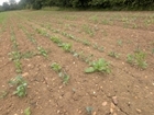 Good establishment is key for successful AB9 winter bird seed mixes