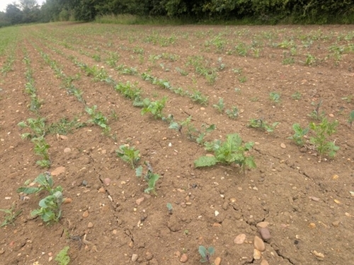 Universal Brassica Mix