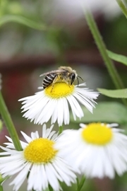 Solitary Bee Ellie Ness