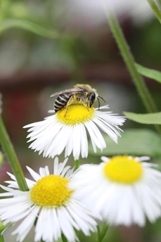 Solitary Bee Ellie Ness