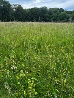 Yellow Rattle Jayna 2