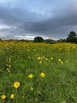 Meadow Flowers Jayna (2)