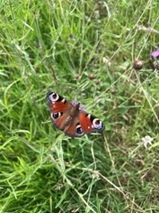 Peacock Butterfly Alastair Leake