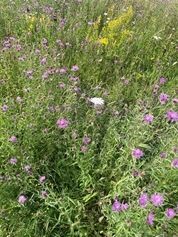 Meadow Flowers At Allerton Alastair Leake