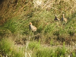Grey Partridge Hannah Greetham