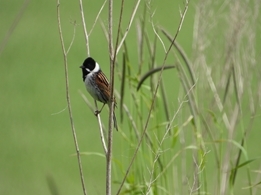 Reed Bunting Amy Mason