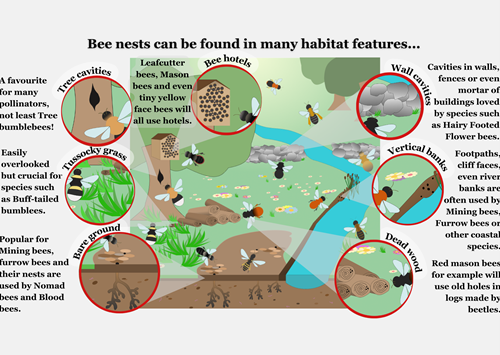 Bee Habitats - Jayna Connelly