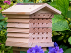 Where to find our solitary bee species and how we can bring the buzz back!
