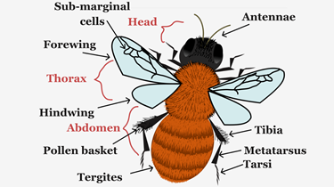 Bee Anatomy