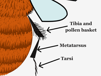 Bee Legs & Pollen Basket