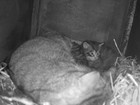 Saving Wildcats celebrate world-first as birth caught on camera