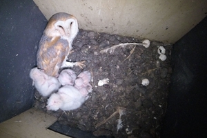Female with chicks