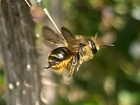 Beneath Our Feet: The Secret Lives of Ground-Nesting Bees