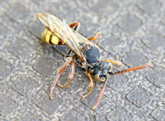 Nomad Bee Ellie Ness