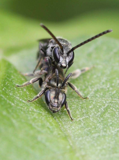 Furrow Bees Ellie Ness
