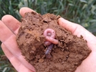 What does drought mean for earthworms and soil health?