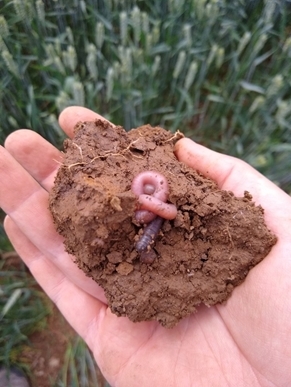 Jenny Bussell Worm