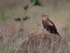 Montagu’s harrier – A species on the brink?