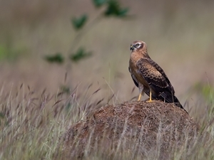 Montagu's Harrier