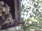 Inside the nest box: Discovering the secretive lives of kestrels and how this may help to save them
