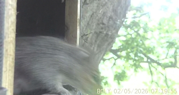 Squirrel leaving nest box Squirrel leaving nest box
