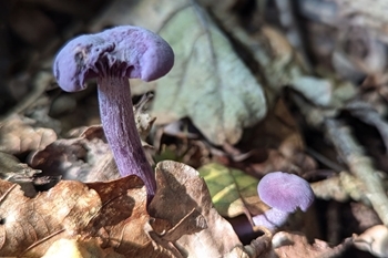 Amethyst deceiver