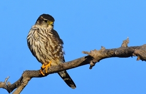 Merlin (USFWS)