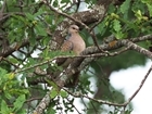 Should we really be releasing turtle doves?