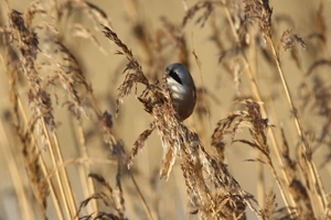 Bearded tit (David Lock)