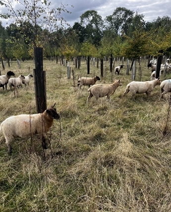 Beth Glover Allerton Student Agroforestry
