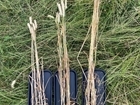 When soil starts working for you: insights from ten years of conservation agriculture