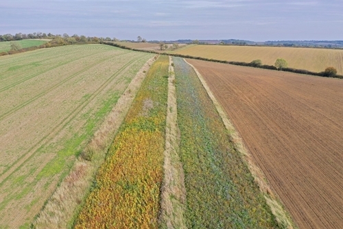 30 Years In Situ But What About Next Year